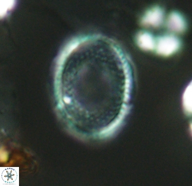 Ethmorhabdus hauterivianus 2960