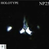 F patifunditus1