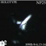 F patifunditus2