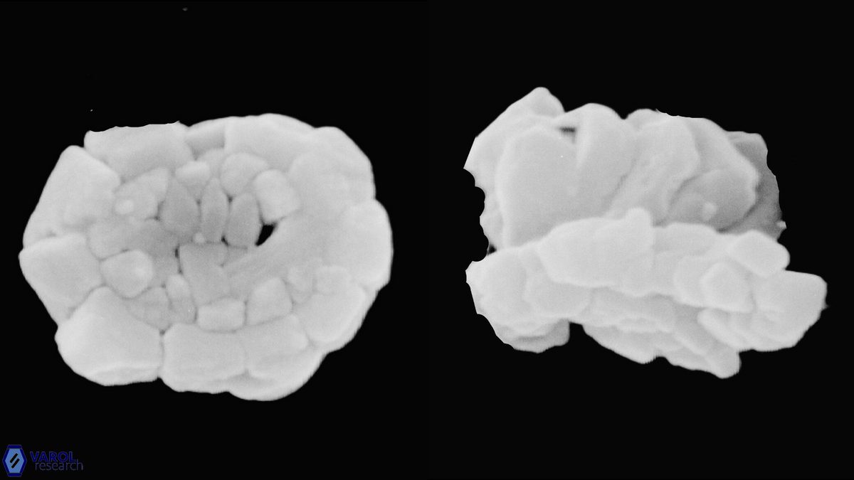 F petalosa 1