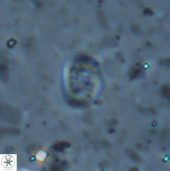 Falklandicus praereticulatus 38368