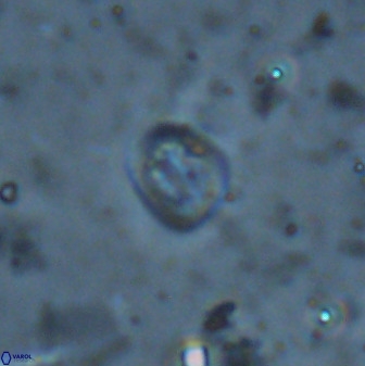 Falklandicus praereticulatus 38369