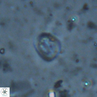 Falklandicus praereticulatus 38369