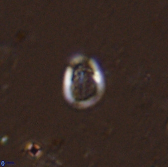 Falklandicus praereticulatus 38374