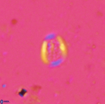 Falklandicus praereticulatus 38375