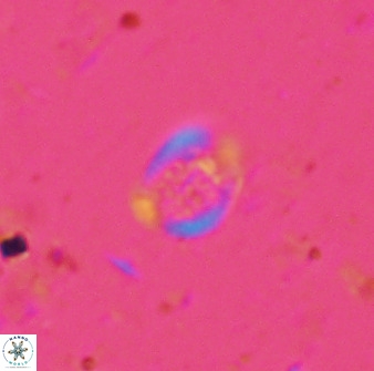Falklandicus praereticulatus 38376