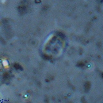 Falklandicus praereticulatus 38370