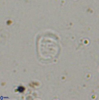 Falklandicus praereticulatus 38371