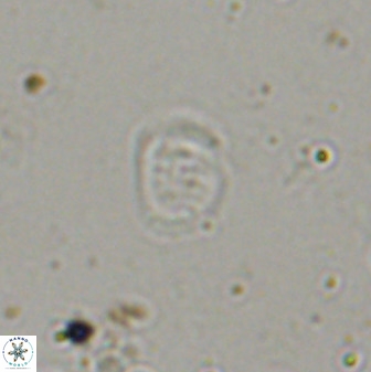 Falklandicus praereticulatus 38371