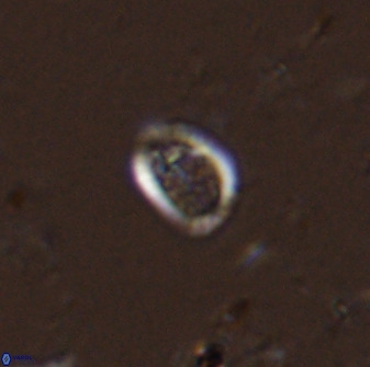 Falklandicus praereticulatus 38372