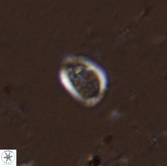 Falklandicus praereticulatus 38372