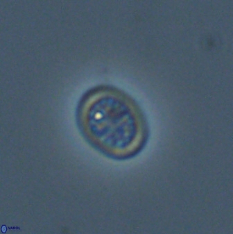 Falklandicus praereticulatus 40688