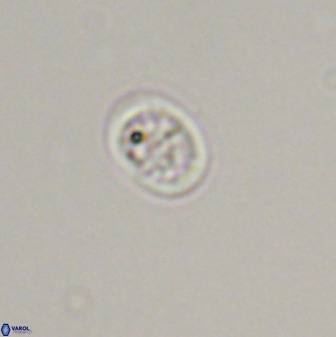 Falklandicus praereticulatus 40689