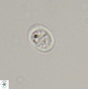 Falklandicus praereticulatus 40689