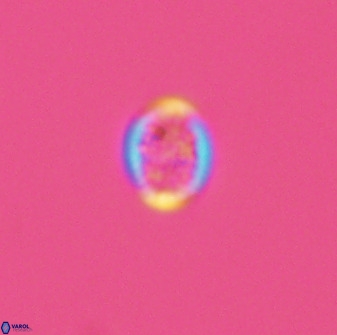 Falklandicus praereticulatus 40694