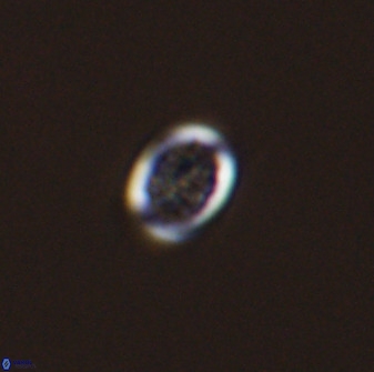 Falklandicus praereticulatus 40695