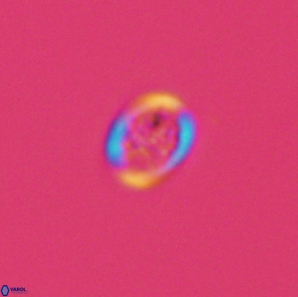 Falklandicus praereticulatus 40696