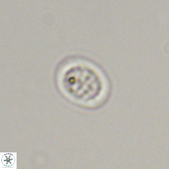 Falklandicus praereticulatus 40690