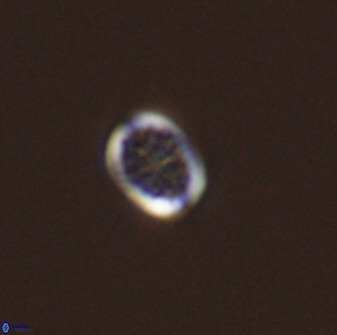 Falklandicus praereticulatus 40691