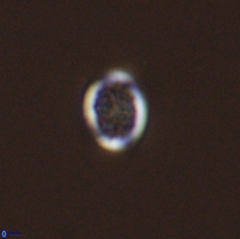 Falklandicus praereticulatus 40693