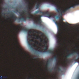 Falklandicus reticulatus 16550