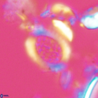 Falklandicus reticulatus 16551