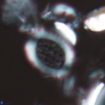 Falklandicus reticulatus 16552