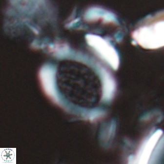 Falklandicus reticulatus 16552