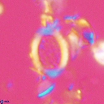 Falklandicus reticulatus 16554