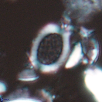 Falklandicus reticulatus 16555