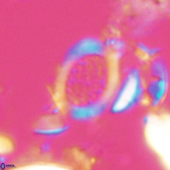 Falklandicus reticulatus 16556