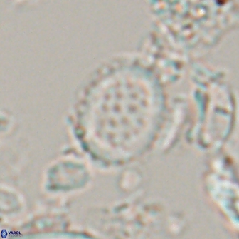 Falklandicus reticulatus 16557