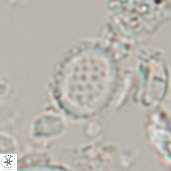 Falklandicus reticulatus 16557