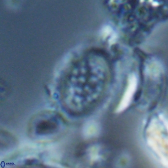 Falklandicus reticulatus 16558