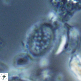 Falklandicus reticulatus 16558