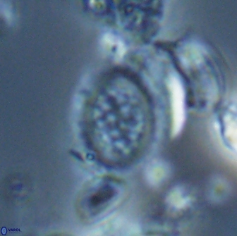 Falklandicus reticulatus 16559