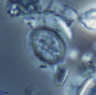 Falklandicus reticulatus 16560