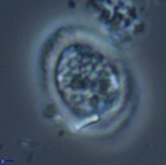 Falklandicus reticulatus 16595