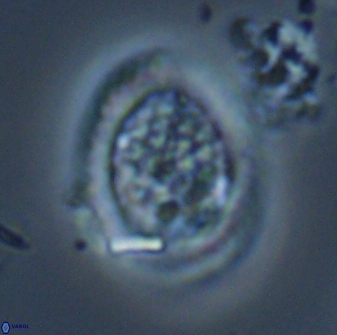 Falklandicus reticulatus 16596