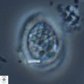 Falklandicus reticulatus 16596