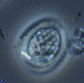 Falklandicus reticulatus 16598