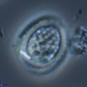 Falklandicus reticulatus 16599