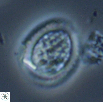 Falklandicus reticulatus 16599
