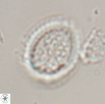 Falklandicus reticulatus 16601