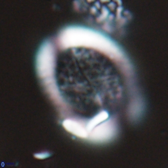 Falklandicus reticulatus 16603