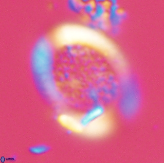 Falklandicus reticulatus 16604