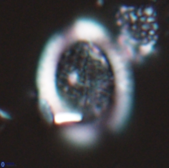 Falklandicus reticulatus 16605