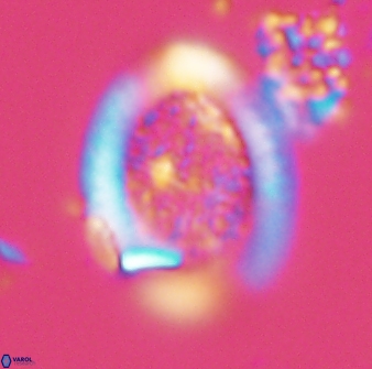 Falklandicus reticulatus 16606