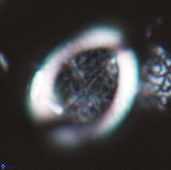 Falklandicus reticulatus 16607