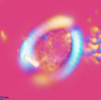 Falklandicus reticulatus 16608